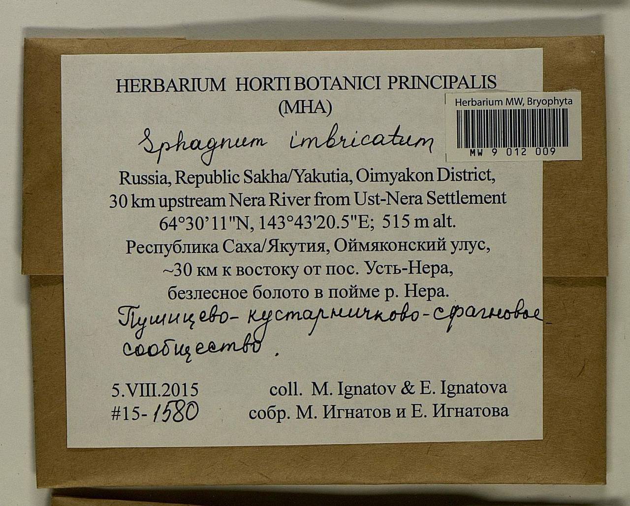 Sphagnum imbricatum Hornsch. ex Russow, Гербарий мохообразных, Мхи - Якутия (B19) (Россия)