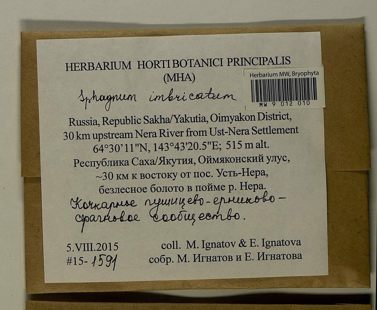 Sphagnum imbricatum Hornsch. ex Russow, Гербарий мохообразных, Мхи - Якутия (B19) (Россия)