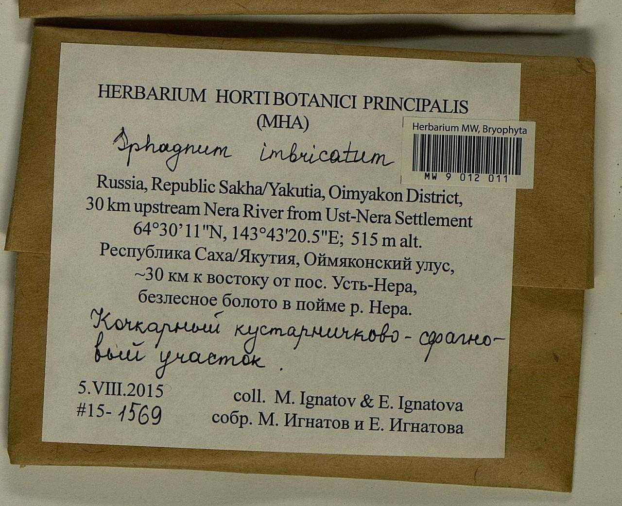 Sphagnum imbricatum Hornsch. ex Russow, Гербарий мохообразных, Мхи - Якутия (B19) (Россия)
