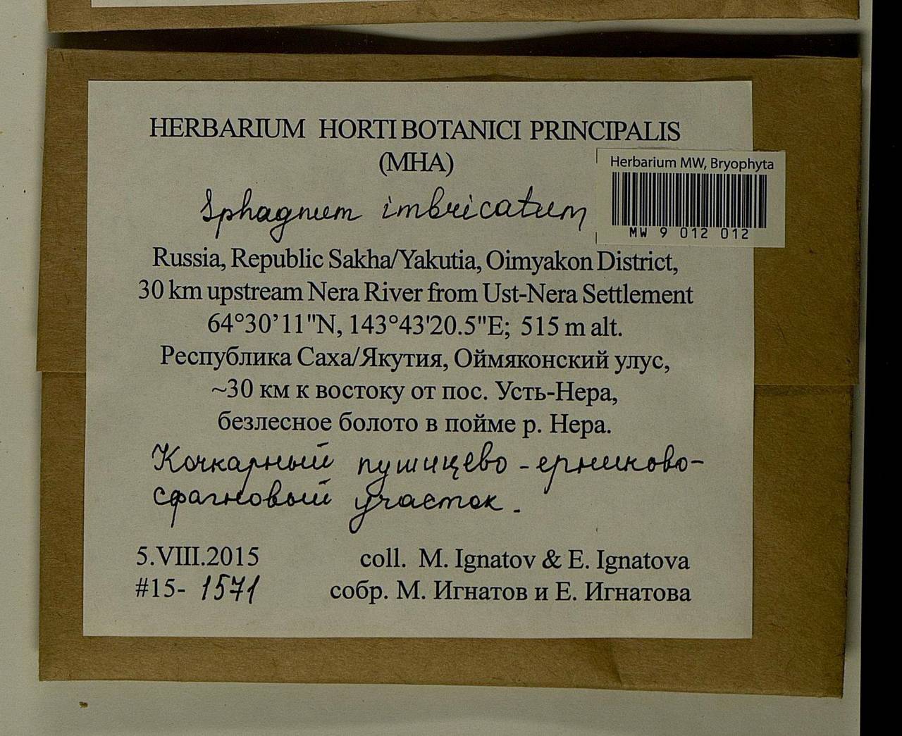 Sphagnum imbricatum Hornsch. ex Russow, Гербарий мохообразных, Мхи - Якутия (B19) (Россия)