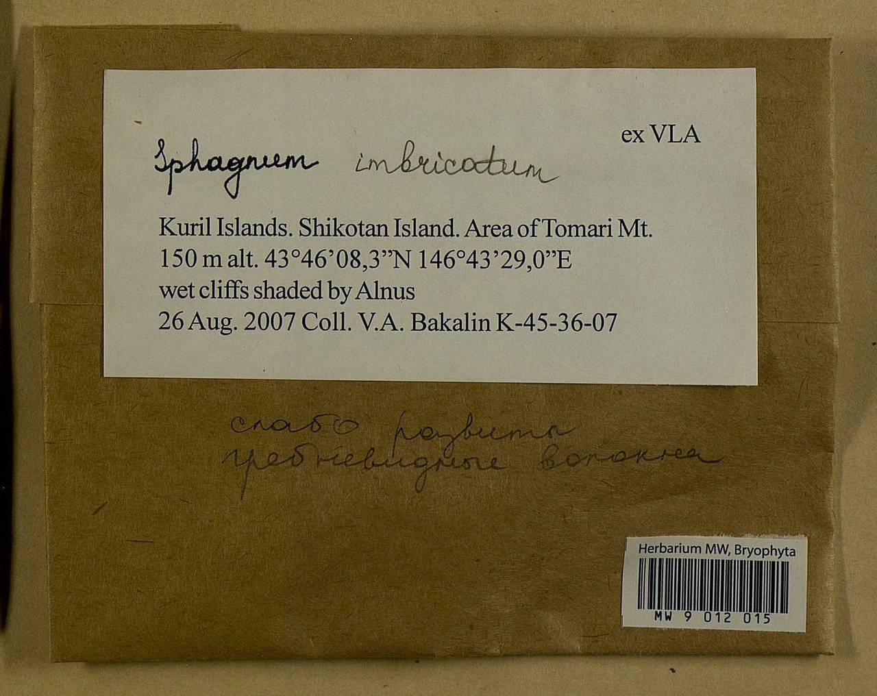 Sphagnum imbricatum Hornsch. ex Russow, Гербарий мохообразных, Мхи - Дальний Восток (без Чукотки и Камчатки) (B20) (Россия)