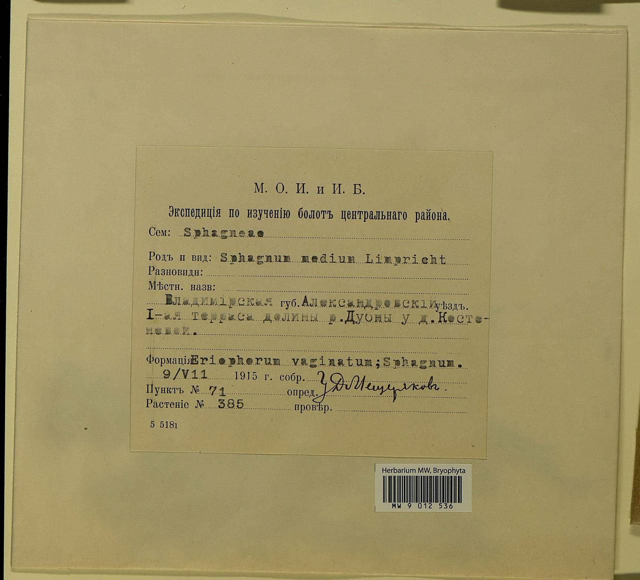 Sphagnum magellanicum Brid., Гербарий мохообразных, Мхи - Москва и Московская область (B6a) (Россия)