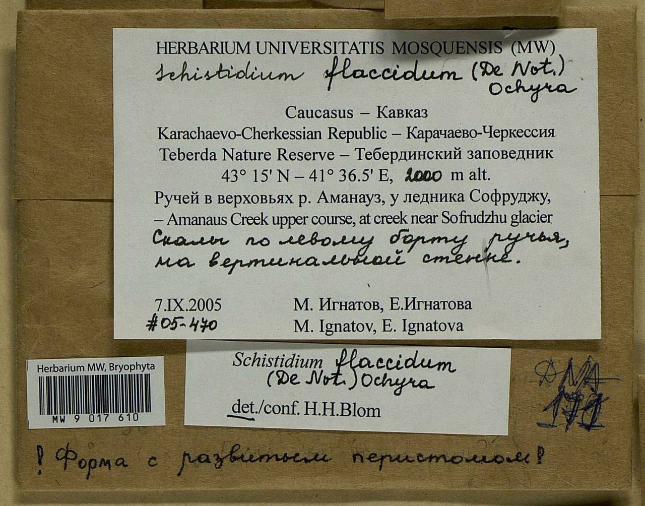 Schistidium flaccidum (De Not.) Ochyra, Гербарий мохообразных, Мхи - Северный Кавказ и Предкавказье (B12) (Россия)