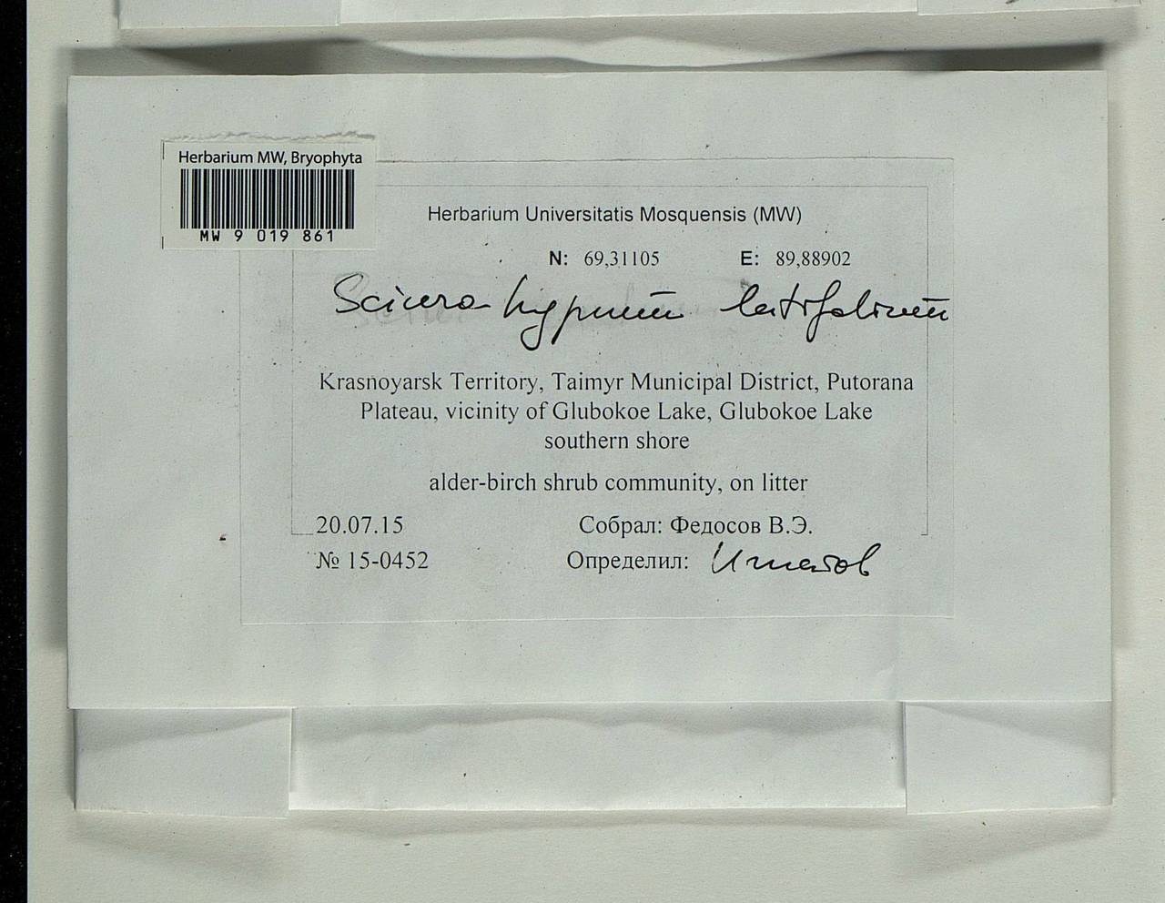 Sciuro-hypnum latifolium (Kindb.) Ignatov & Huttunen, Гербарий мохообразных, Мхи - Красноярский край, Тыва и Хакасия (B17) (Россия)
