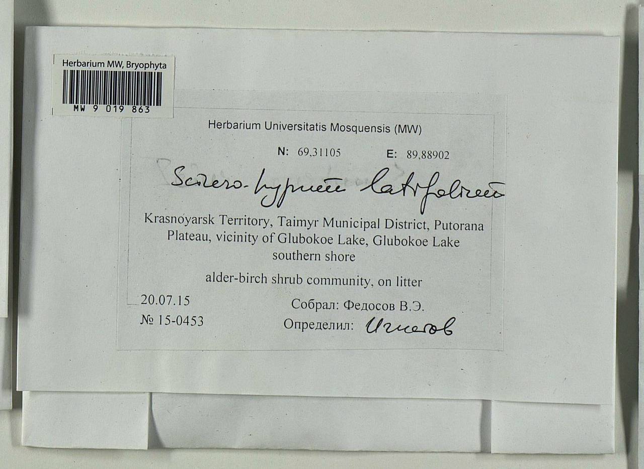 Sciuro-hypnum latifolium (Kindb.) Ignatov & Huttunen, Гербарий мохообразных, Мхи - Красноярский край, Тыва и Хакасия (B17) (Россия)