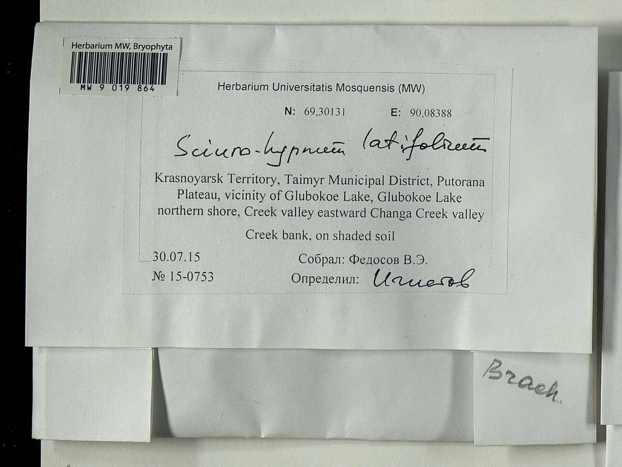 Sciuro-hypnum latifolium (Kindb.) Ignatov & Huttunen, Гербарий мохообразных, Мхи - Красноярский край, Тыва и Хакасия (B17) (Россия)