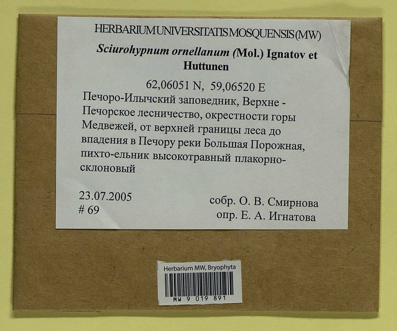 Sciuro-hypnum ornellanum (Molendo) Ignatov & Huttunen, Гербарий мохообразных, Мхи - Архангельская и Вологодская области, Коми, Ненецкий АО (B7) (Россия)