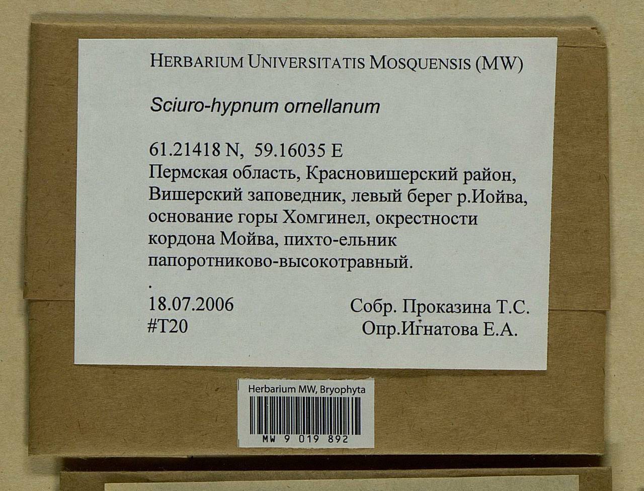 Sciuro-hypnum ornellanum (Molendo) Ignatov & Huttunen, Гербарий мохообразных, Мхи - Пермский край, Удмуртия, Свердловская и Кировская области (B8) (Россия)
