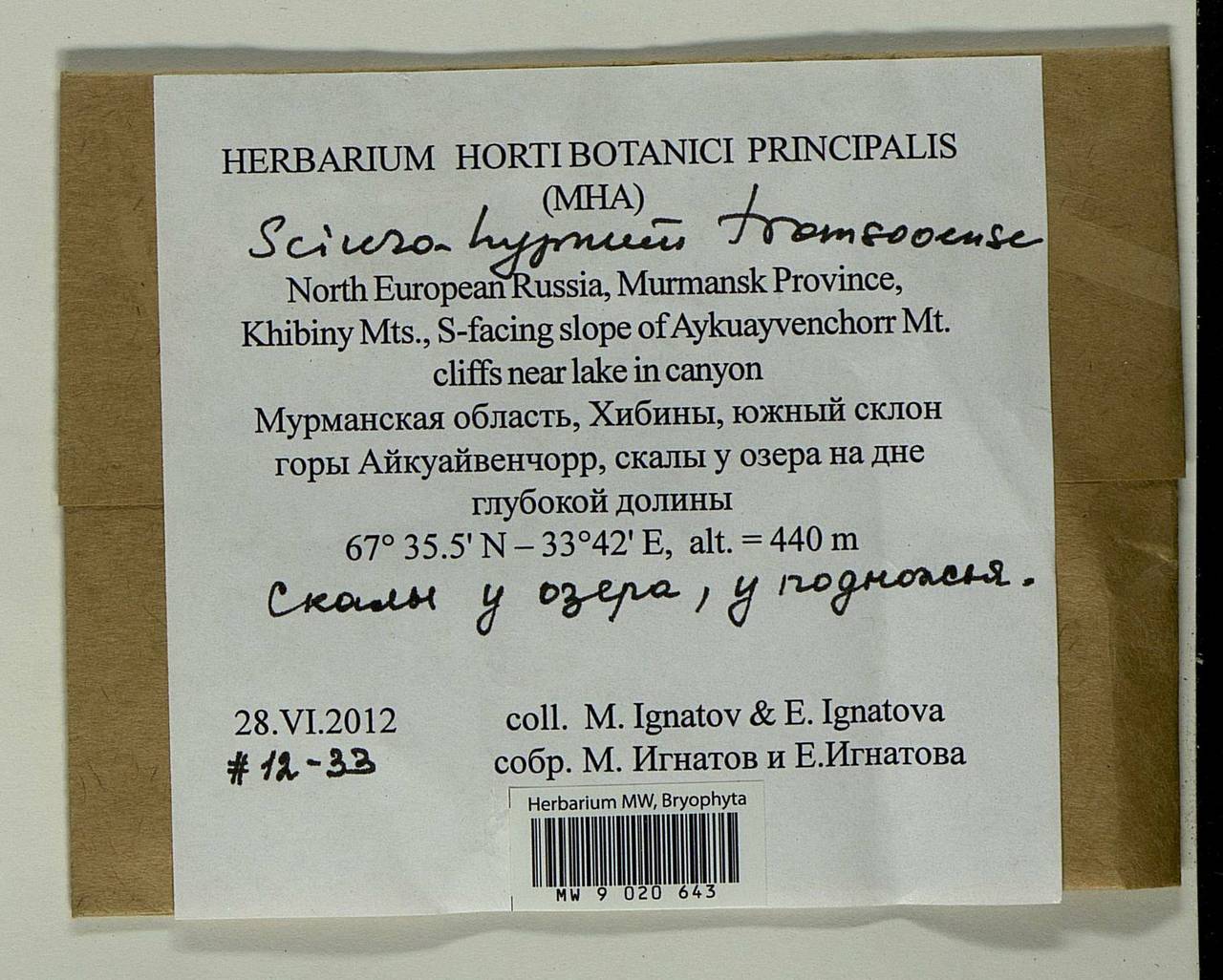 Sciuro-hypnum tromsoeense (Kaurin & Arnell) Draper & Hedenäs, Гербарий мохообразных, Мхи - Карелия, Ленинградская и Мурманская области (B4) (Россия)