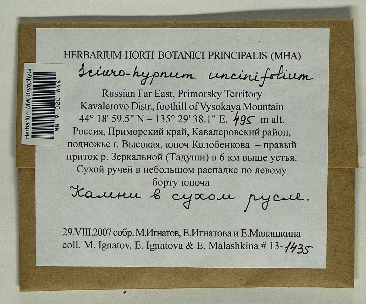 Sciuro-hypnum uncinifolium (Broth. & Paris) Ochyra & Żarnowiec, Гербарий мохообразных, Мхи - Дальний Восток (без Чукотки и Камчатки) (B20) (Россия)