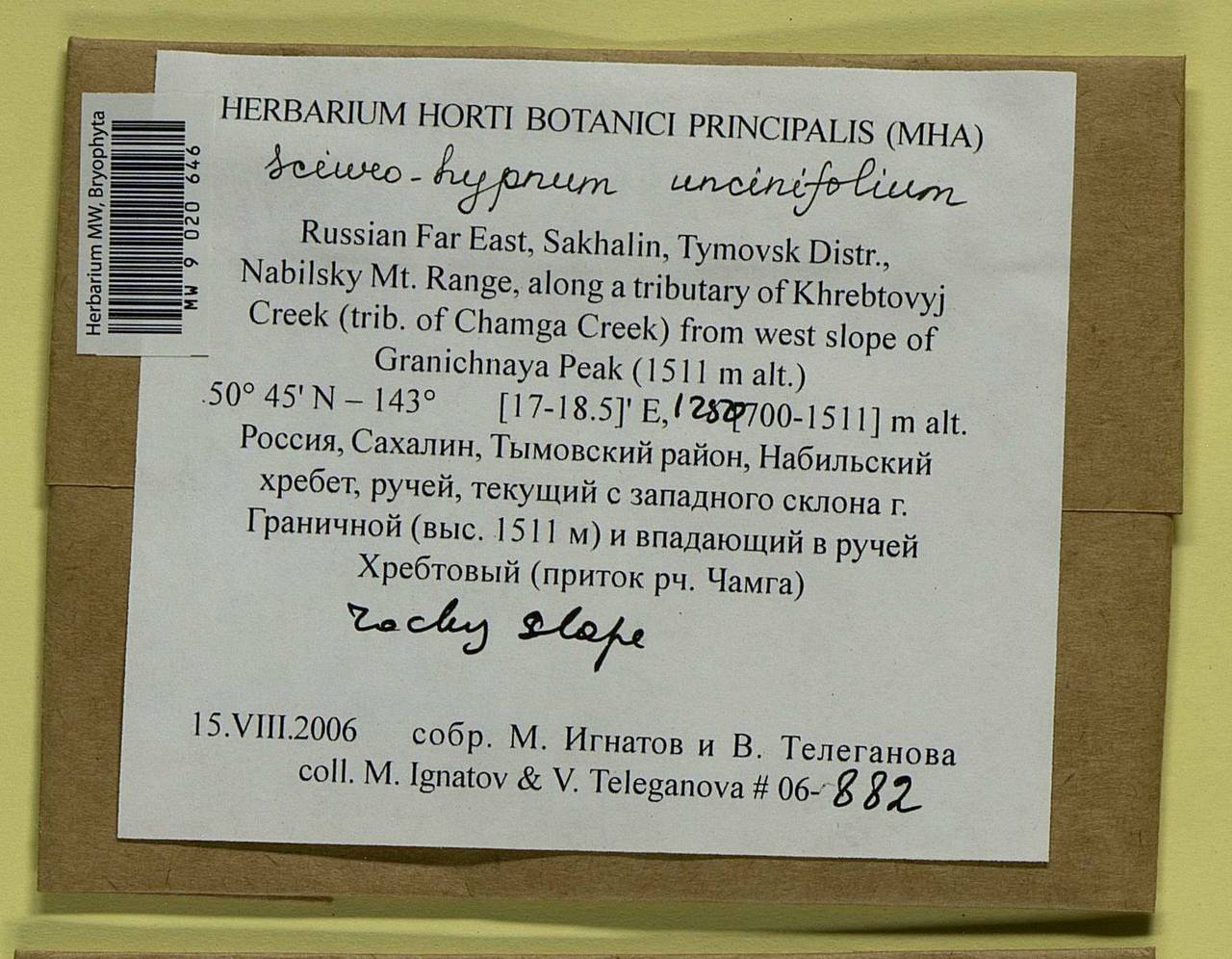 Sciuro-hypnum uncinifolium (Broth. & Paris) Ochyra & Żarnowiec, Гербарий мохообразных, Мхи - Дальний Восток (без Чукотки и Камчатки) (B20) (Россия)