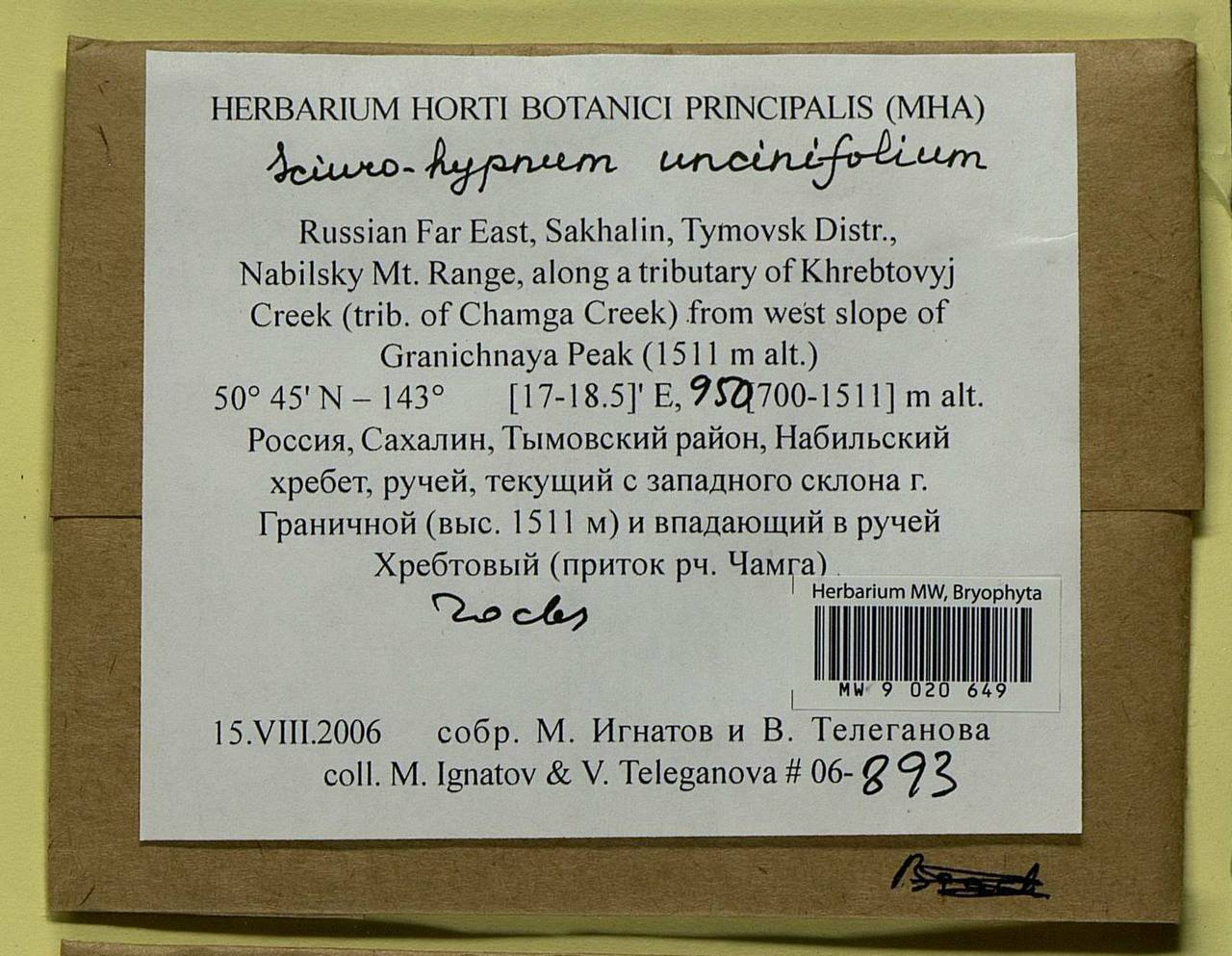 Sciuro-hypnum uncinifolium (Broth. & Paris) Ochyra & Żarnowiec, Гербарий мохообразных, Мхи - Дальний Восток (без Чукотки и Камчатки) (B20) (Россия)