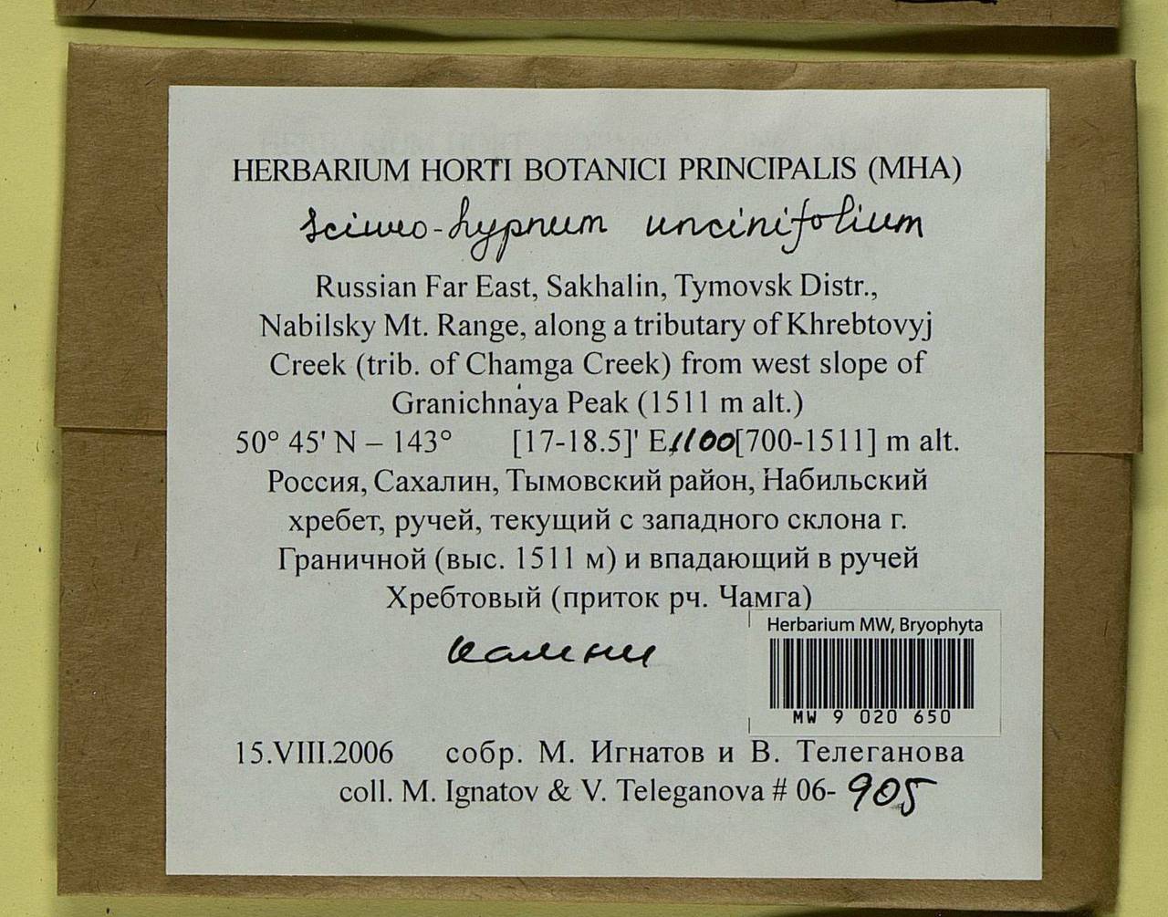 Sciuro-hypnum uncinifolium (Broth. & Paris) Ochyra & Żarnowiec, Гербарий мохообразных, Мхи - Дальний Восток (без Чукотки и Камчатки) (B20) (Россия)
