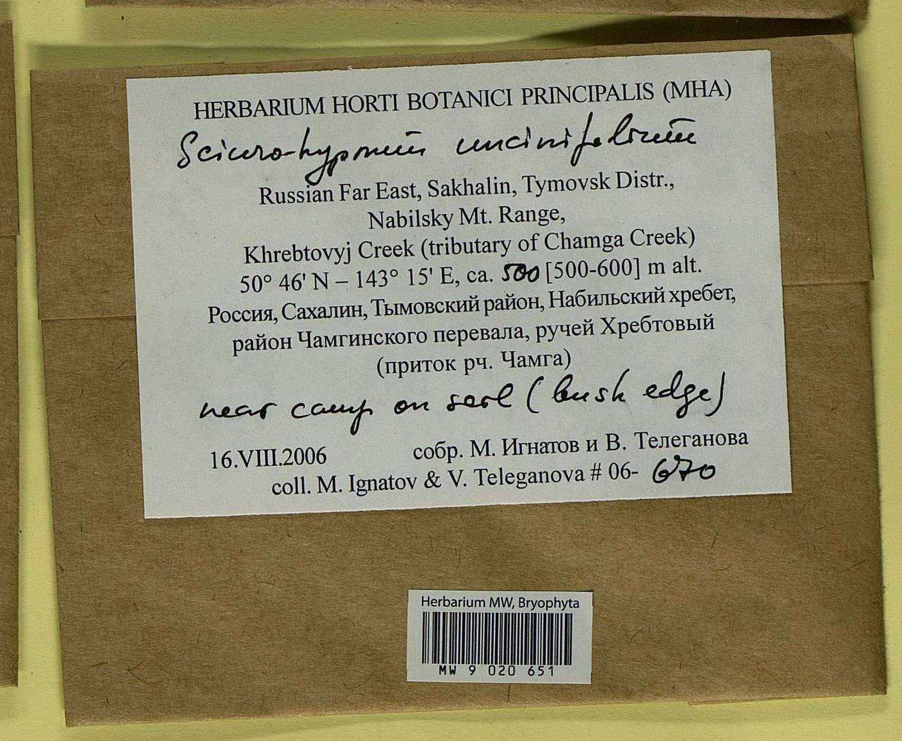 Sciuro-hypnum uncinifolium (Broth. & Paris) Ochyra & Żarnowiec, Гербарий мохообразных, Мхи - Дальний Восток (без Чукотки и Камчатки) (B20) (Россия)