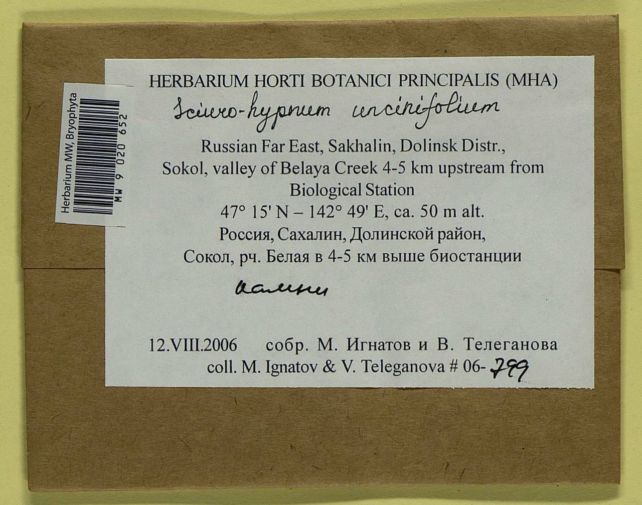 Sciuro-hypnum uncinifolium (Broth. & Paris) Ochyra & Żarnowiec, Гербарий мохообразных, Мхи - Дальний Восток (без Чукотки и Камчатки) (B20) (Россия)