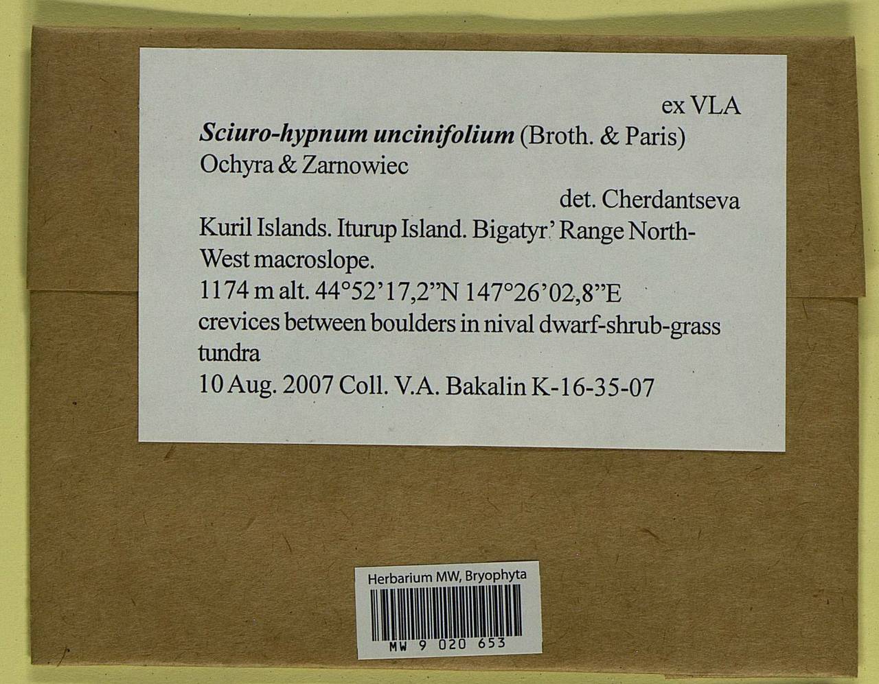 Sciuro-hypnum uncinifolium (Broth. & Paris) Ochyra & Żarnowiec, Гербарий мохообразных, Мхи - Дальний Восток (без Чукотки и Камчатки) (B20) (Россия)