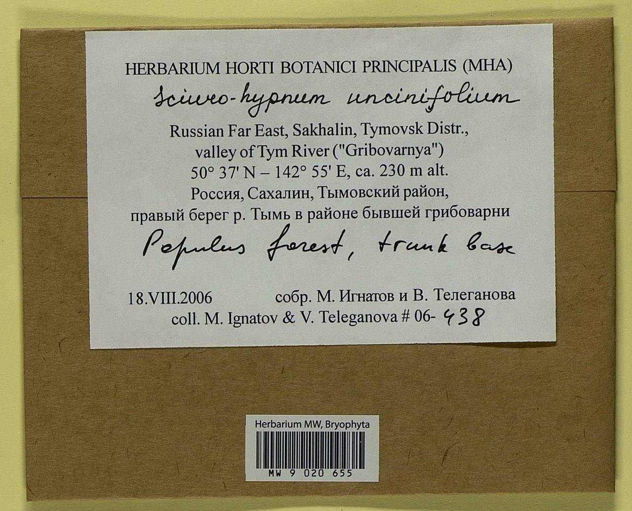 Sciuro-hypnum uncinifolium (Broth. & Paris) Ochyra & Żarnowiec, Гербарий мохообразных, Мхи - Дальний Восток (без Чукотки и Камчатки) (B20) (Россия)