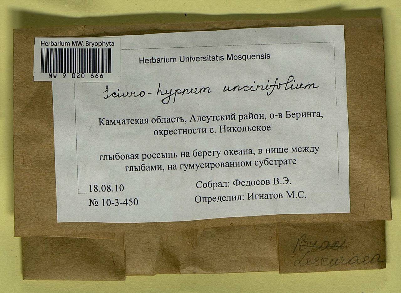 Sciuro-hypnum uncinifolium (Broth. & Paris) Ochyra & Żarnowiec, Гербарий мохообразных, Мхи - Чукотка и Камчатка (B21) (Россия)