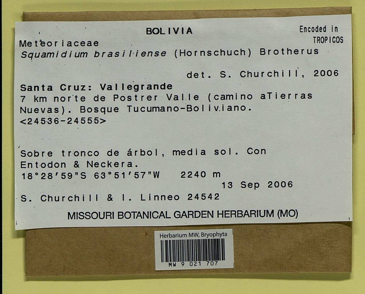 Squamidium brasiliense (Hornsch.) Broth., Гербарий мохообразных, Мхи - Америка (BAm) (Боливия)