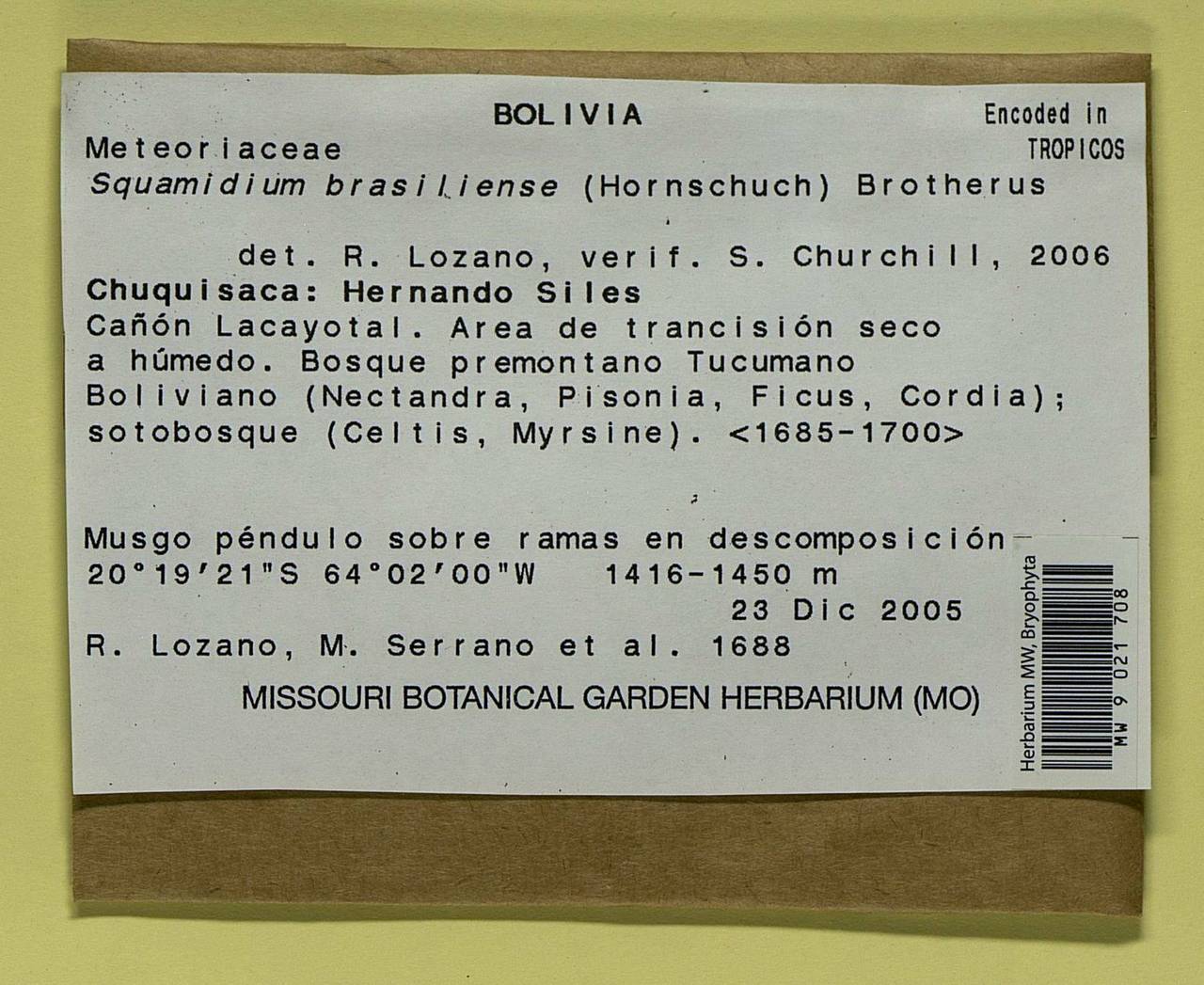 Squamidium brasiliense (Hornsch.) Broth., Гербарий мохообразных, Мхи - Америка (BAm) (Боливия)
