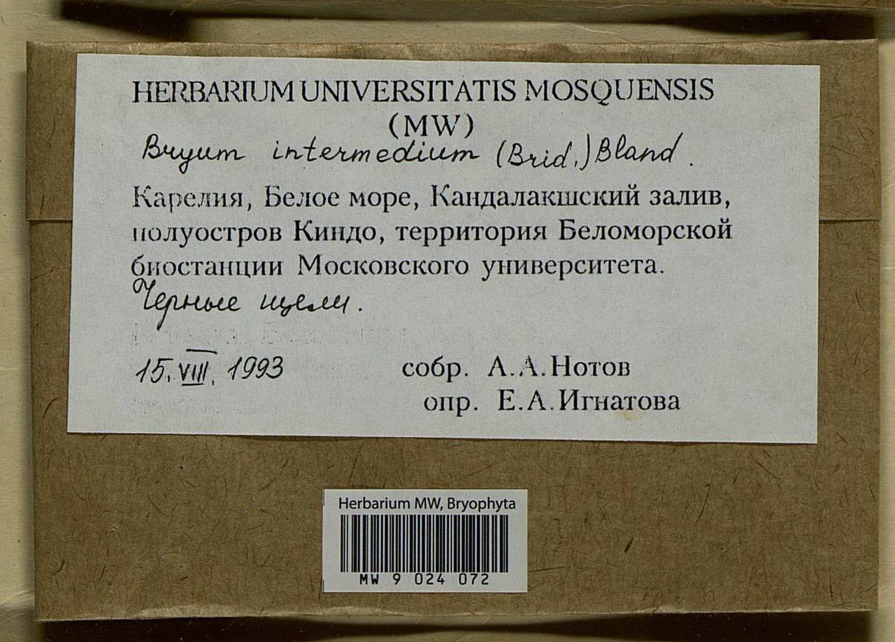 Ptychostomum intermedium (Brid.) J.R. Spence, Гербарий мохообразных, Мхи - Карелия, Ленинградская и Мурманская области (B4) (Россия)