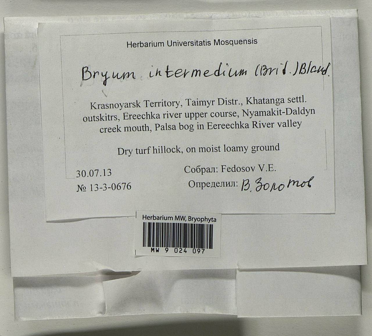 Ptychostomum intermedium (Brid.) J.R. Spence, Гербарий мохообразных, Мхи - Красноярский край, Тыва и Хакасия (B17) (Россия)