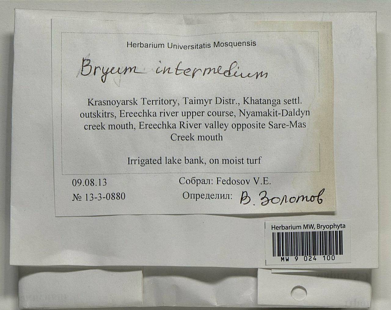 Ptychostomum intermedium (Brid.) J.R. Spence, Гербарий мохообразных, Мхи - Красноярский край, Тыва и Хакасия (B17) (Россия)