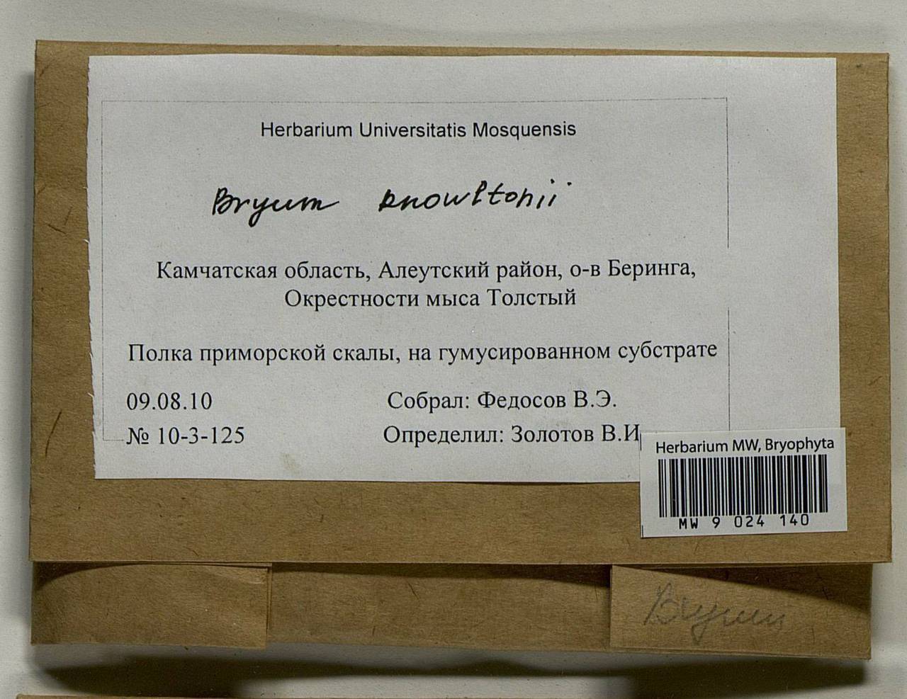 Ptychostomum knowltonii (Barnes) J.R. Spence, Гербарий мохообразных, Мхи - Чукотка и Камчатка (B21) (Россия)