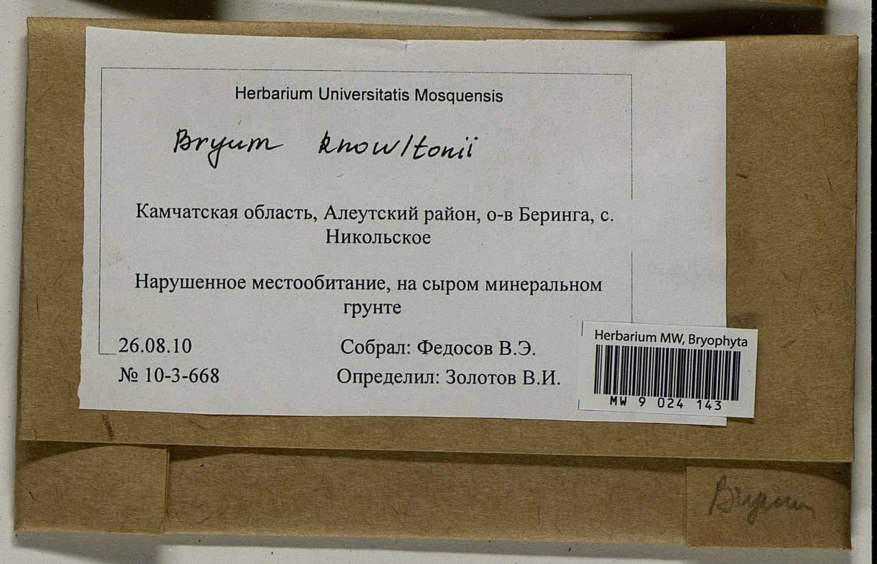 Ptychostomum knowltonii (Barnes) J.R. Spence, Гербарий мохообразных, Мхи - Чукотка и Камчатка (B21) (Россия)