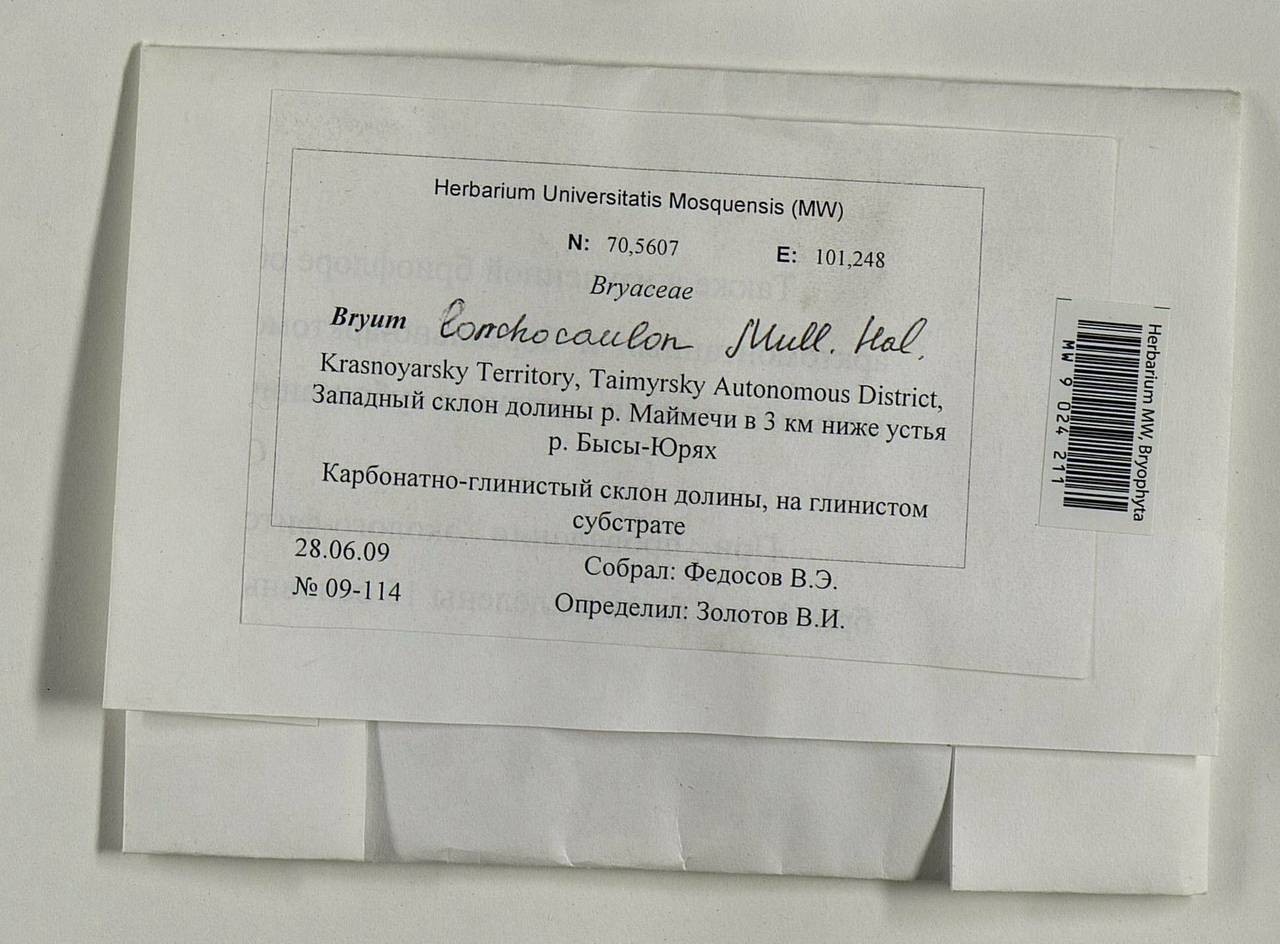 Ptychostomum lonchocaulon (Müll. Hal.) J.R. Spence, Гербарий мохообразных, Мхи - Красноярский край, Тыва и Хакасия (B17) (Россия)