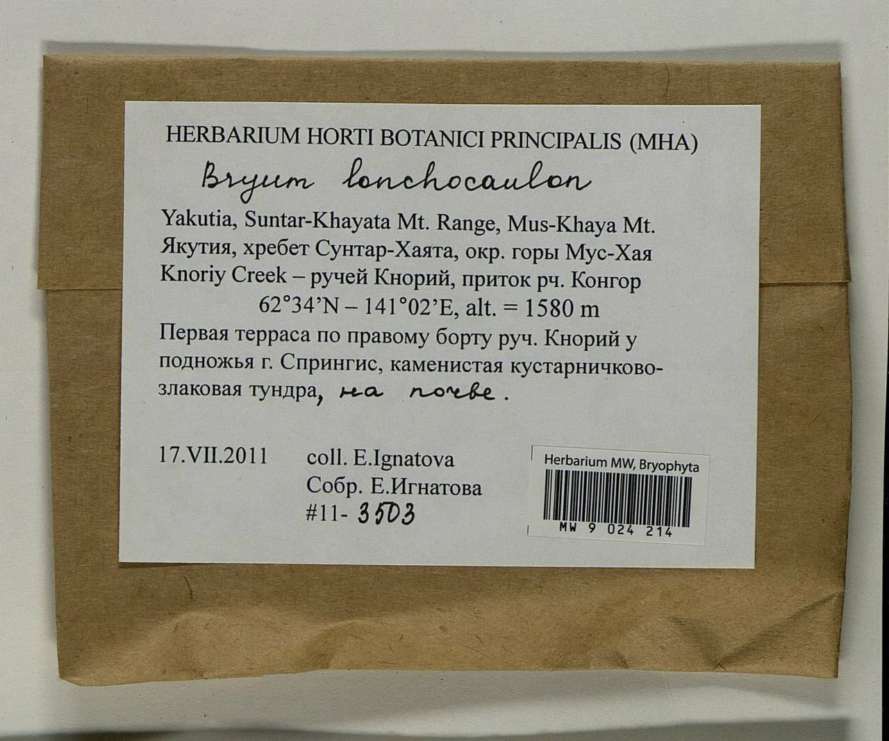 Ptychostomum lonchocaulon (Müll. Hal.) J.R. Spence, Гербарий мохообразных, Мхи - Якутия (B19) (Россия)