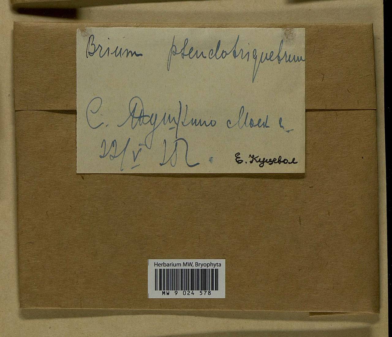 Ptychostomum pseudotriquetrum (Hedw.) J.R. Spence & H.P. Ramsay ex Holyoak & N. Pedersen, Гербарий мохообразных, Мхи - Москва и Московская область (B6a) (Россия)
