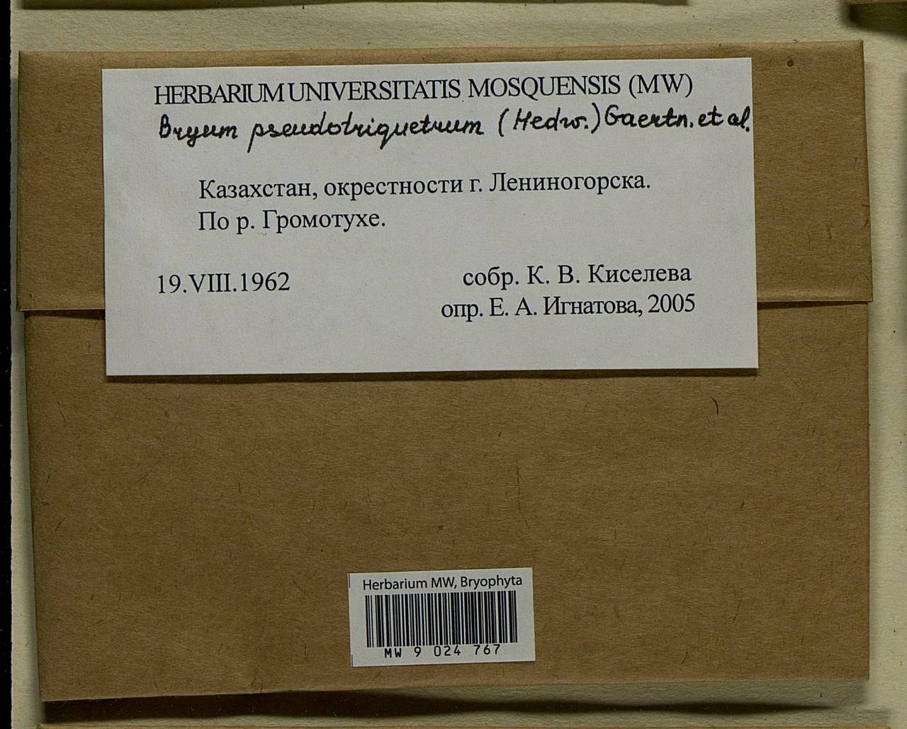 Ptychostomum pseudotriquetrum (Hedw.) J.R. Spence & H.P. Ramsay, Гербарий мохообразных, Мхи - Средняя Азия и Казахстан (B16) (Казахстан)