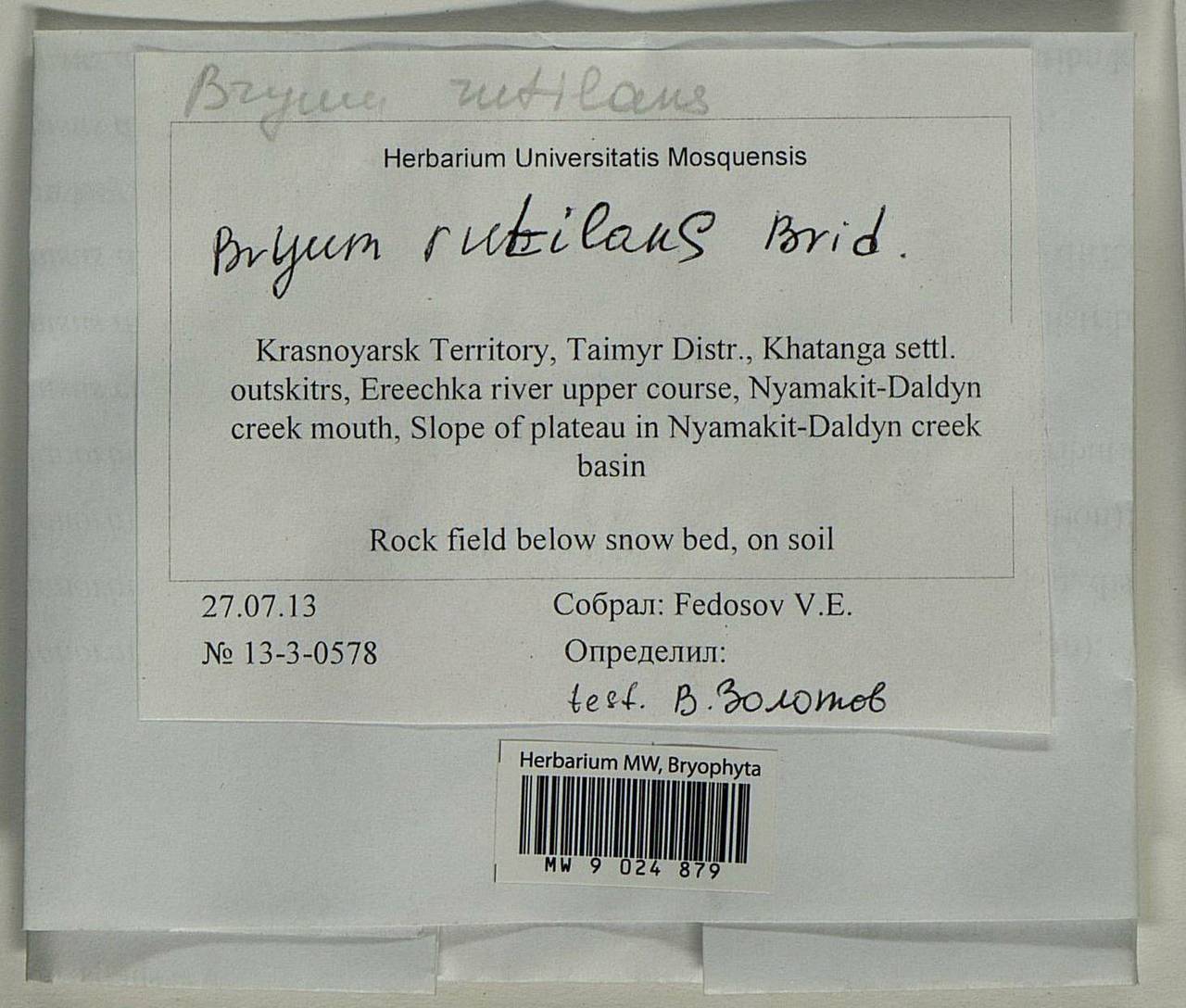 Ptychostomum rutilans (Brid.) J.R. Spence, Гербарий мохообразных, Мхи - Красноярский край, Тыва и Хакасия (B17) (Россия)