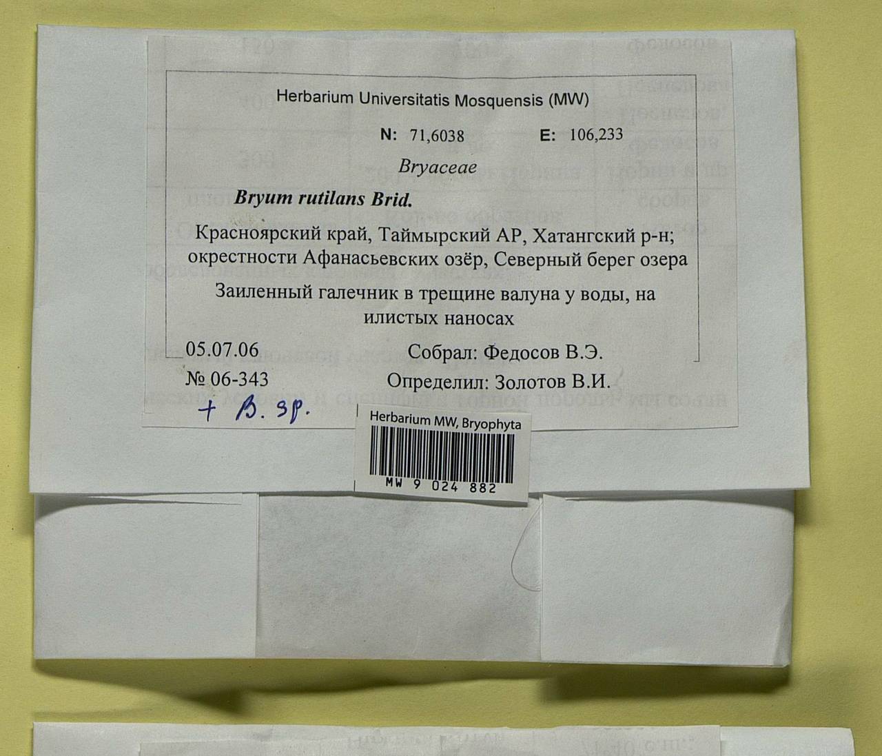 Ptychostomum rutilans (Brid.) J.R. Spence, Гербарий мохообразных, Мхи - Красноярский край, Тыва и Хакасия (B17) (Россия)