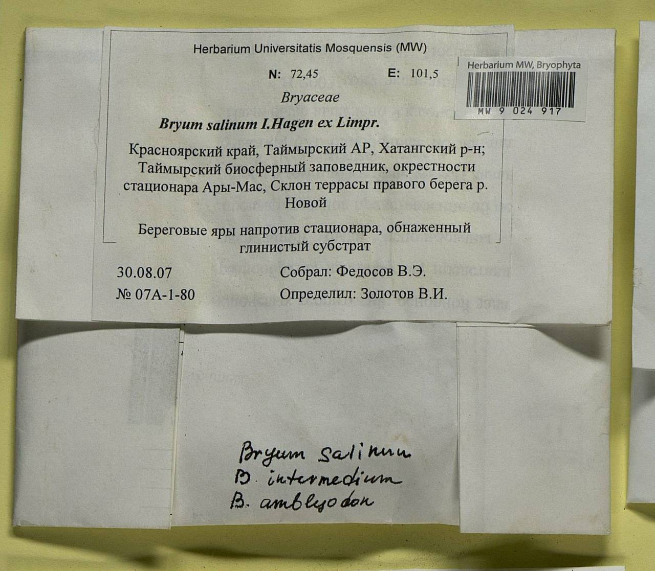 Ptychostomum salinum (I. Hagen ex Limpr.) J.R. Spence, Гербарий мохообразных, Мхи - Красноярский край, Тыва и Хакасия (B17) (Россия)