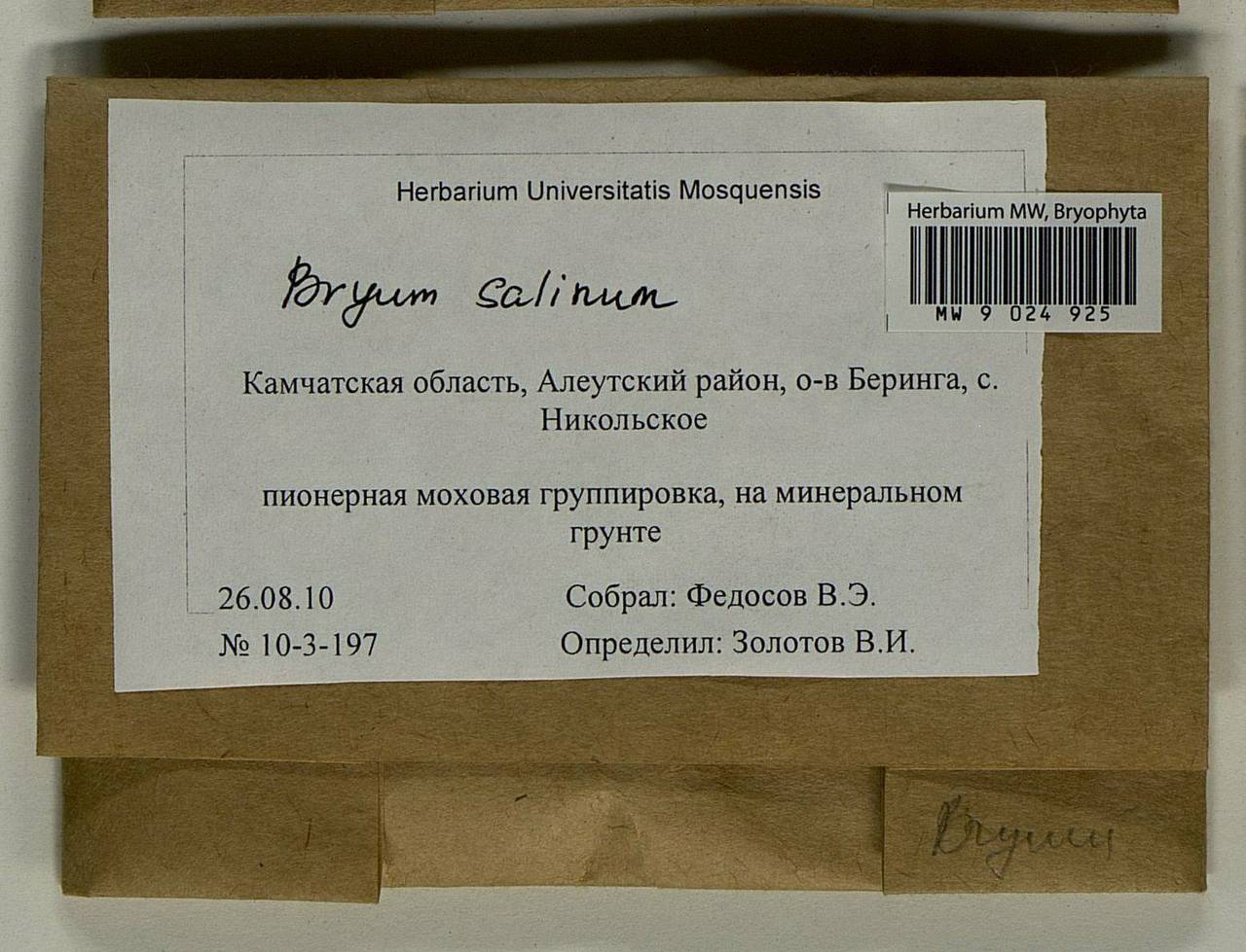 Ptychostomum salinum (I. Hagen ex Limpr.) J.R. Spence, Гербарий мохообразных, Мхи - Чукотка и Камчатка (B21) (Россия)