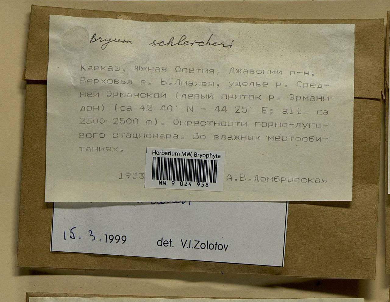 Ptychostomum schleicheri (DC.) J.R. Spence, Гербарий мохообразных, Мхи - Закавказье (B13) (Южная Осетия)