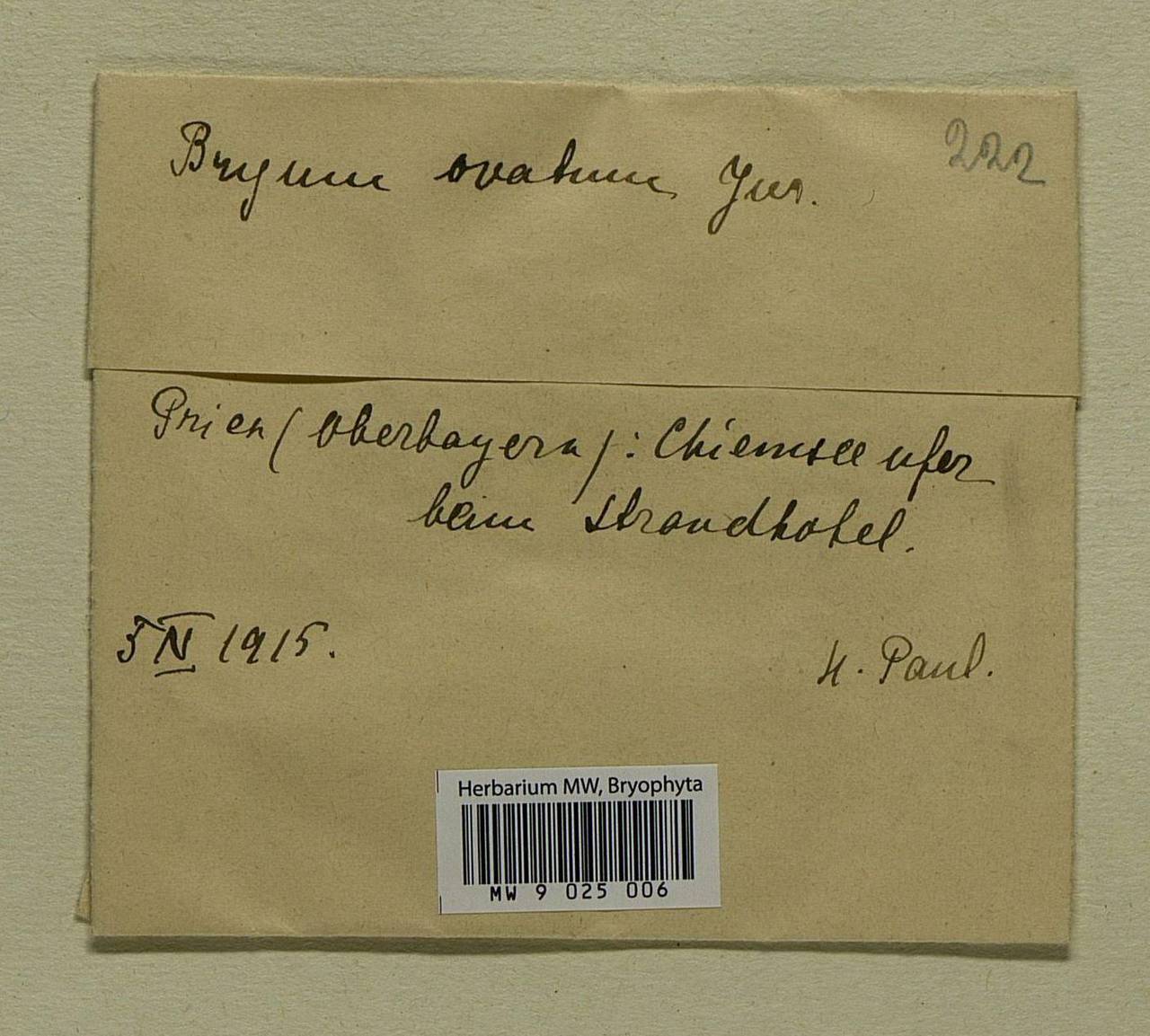 Ptychostomum subneodamense (Kindb.) J.R. Spence, Гербарий мохообразных, Мхи - Западная Европа (BEu) (Германия)