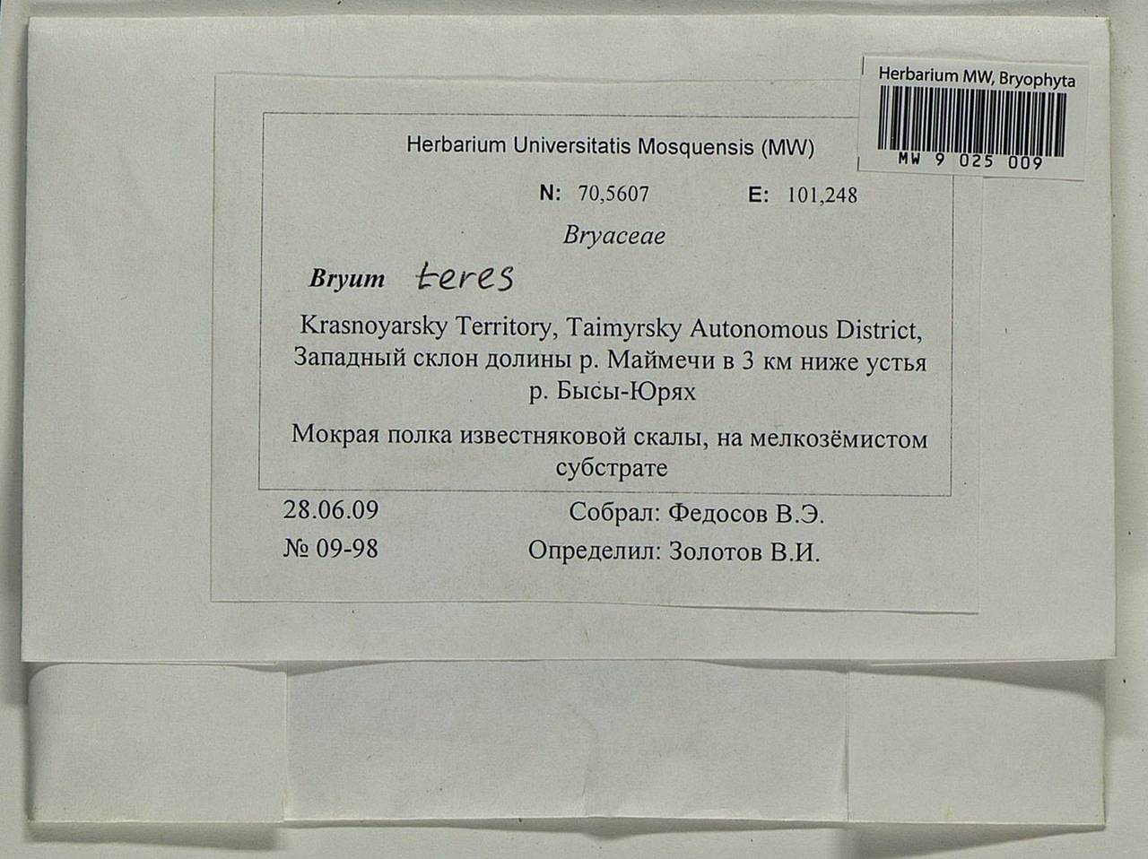 Ptychostomum teres (Lindb.) J.R. Spence, Гербарий мохообразных, Мхи - Красноярский край, Тыва и Хакасия (B17) (Россия)