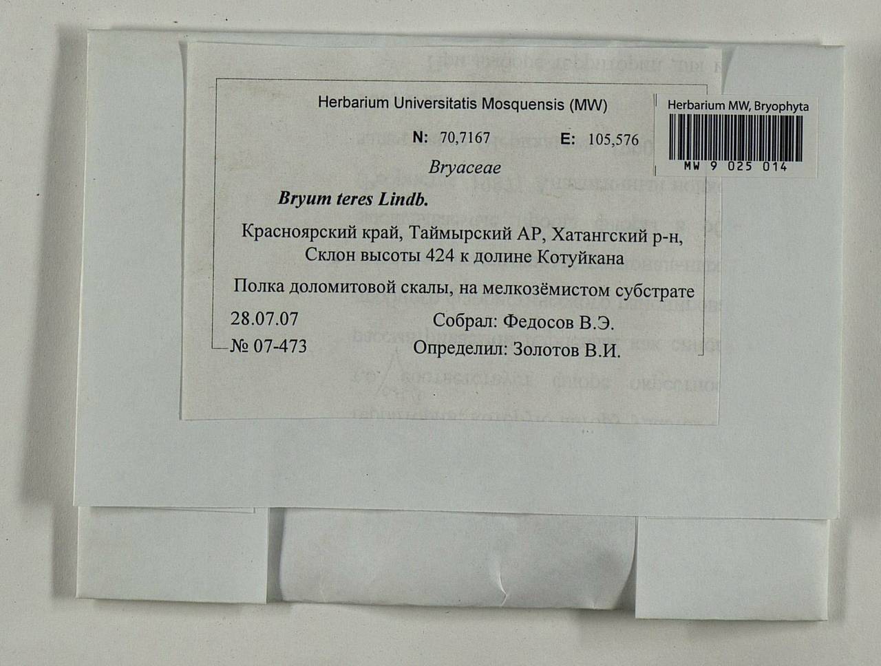 Ptychostomum teres (Lindb.) J.R. Spence, Гербарий мохообразных, Мхи - Красноярский край, Тыва и Хакасия (B17) (Россия)