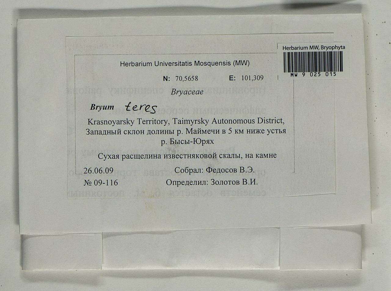 Ptychostomum teres (Lindb.) J.R. Spence, Гербарий мохообразных, Мхи - Красноярский край, Тыва и Хакасия (B17) (Россия)