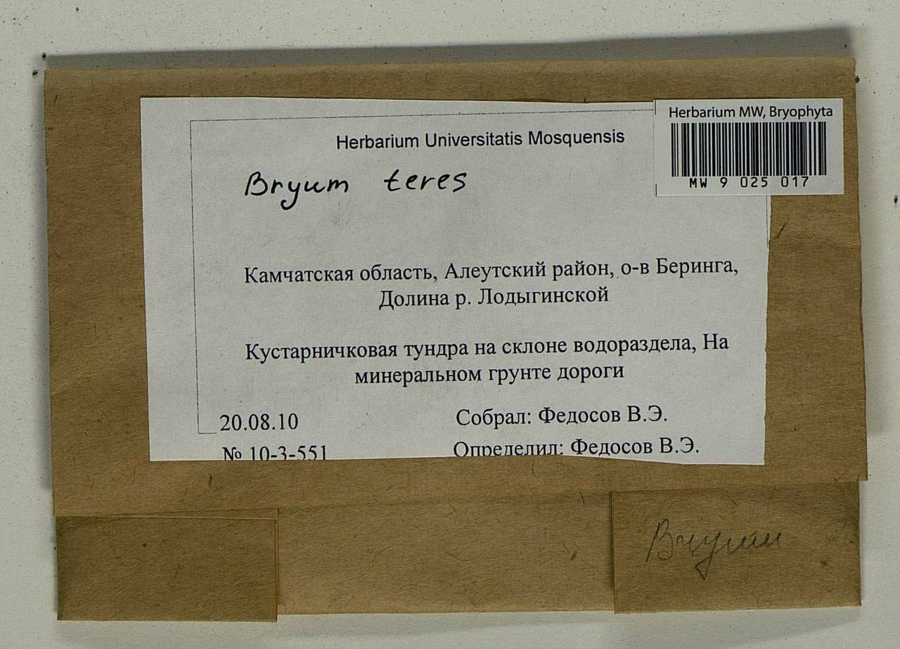Ptychostomum teres (Lindb.) J.R. Spence, Гербарий мохообразных, Мхи - Чукотка и Камчатка (B21) (Россия)