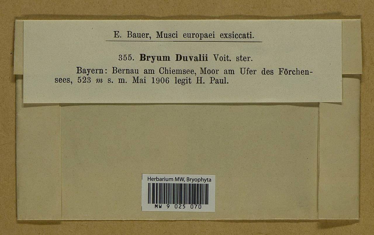 Ptychostomum weigelii (Biehler) J.R. Spence, Гербарий мохообразных, Мхи - Западная Европа (BEu) (Германия)