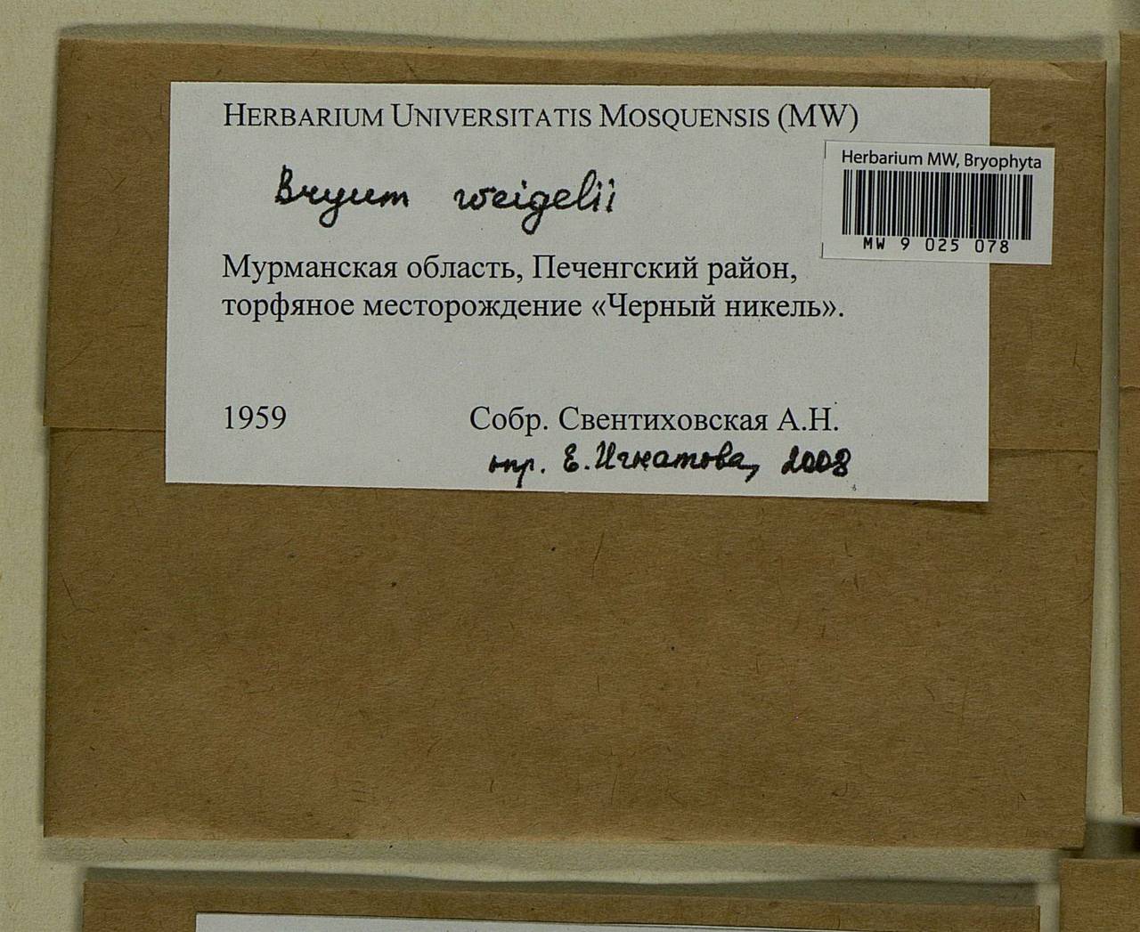 Ptychostomum weigelii (Biehler) J.R. Spence, Гербарий мохообразных, Мхи - Карелия, Ленинградская и Мурманская области (B4) (Россия)