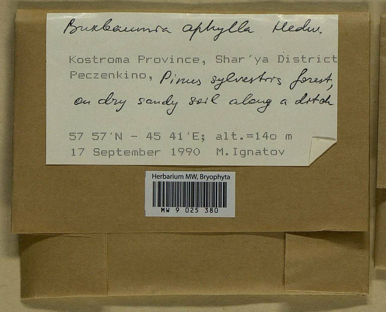 Buxbaumia aphylla Hedw., Гербарий мохообразных, Мхи - Центральное Нечерноземье (B6) (Россия)