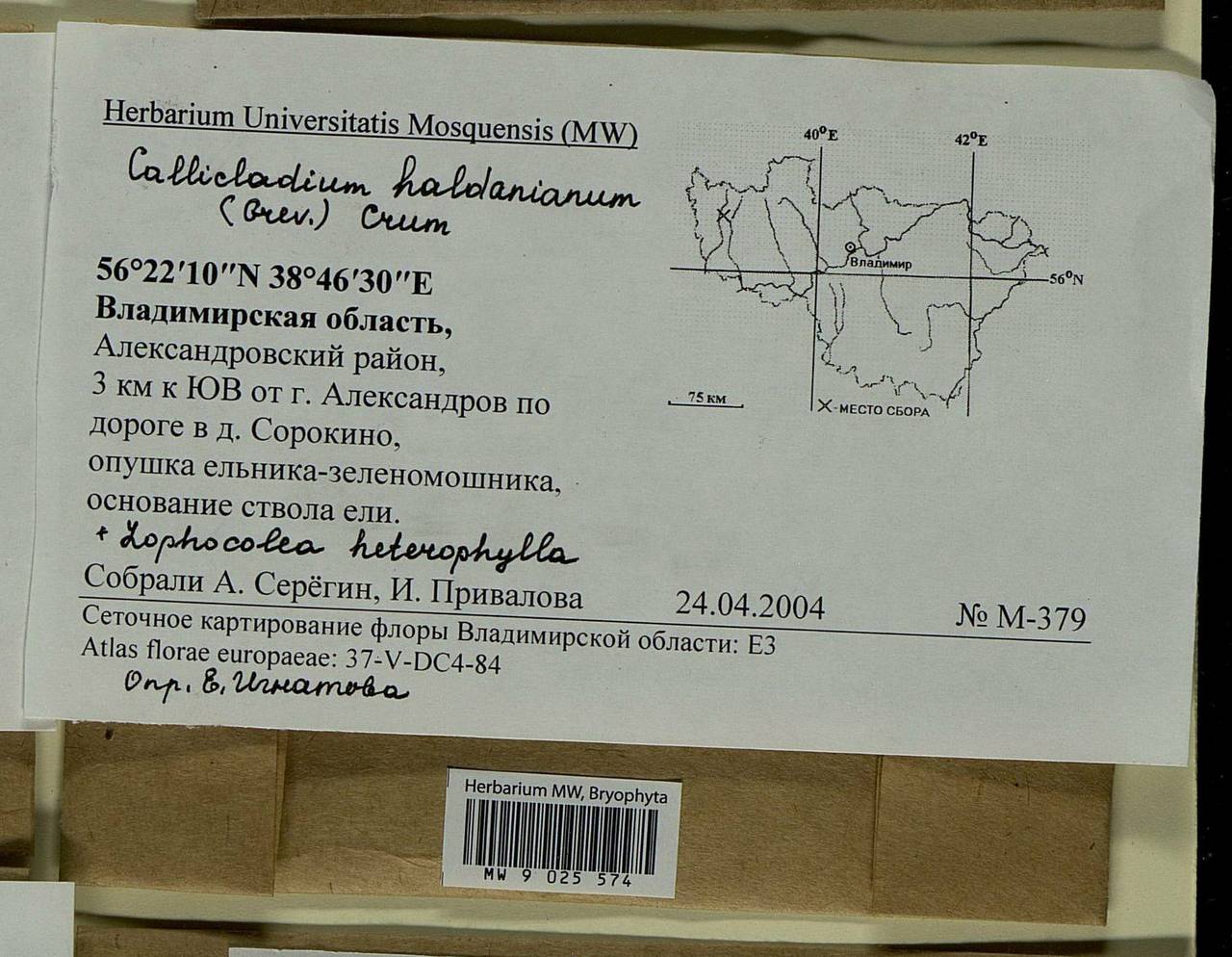 Callicladium haldaneanum (Grev.) H.A. Crum, Гербарий мохообразных, Мхи - Центральное Нечерноземье (B6) (Россия)