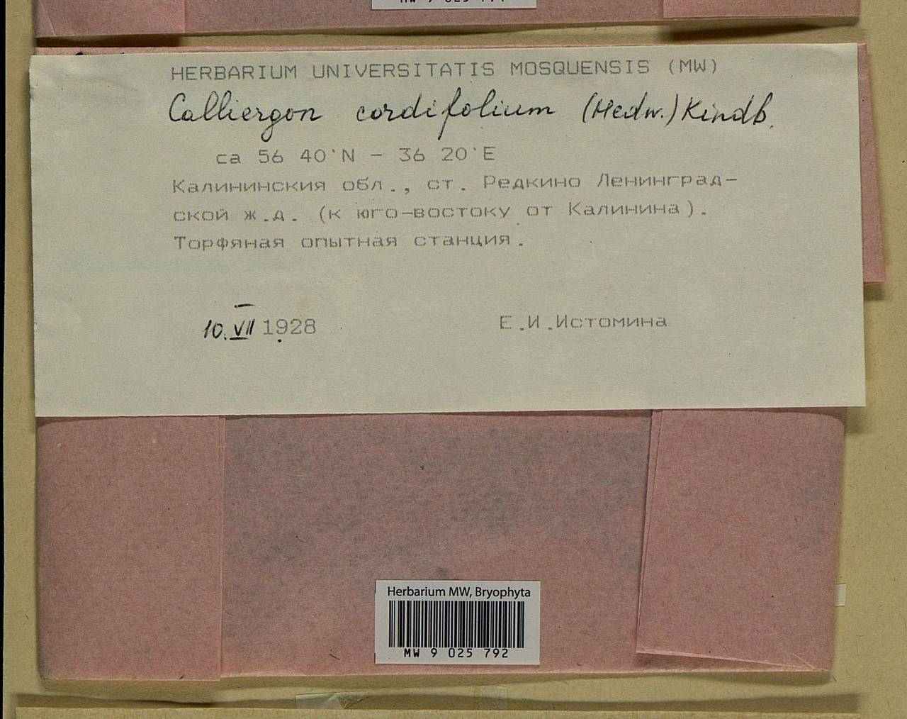 Calliergon cordifolium (Hedw.) Kindb., Гербарий мохообразных, Мхи - Центральное Нечерноземье (B6) (Россия)