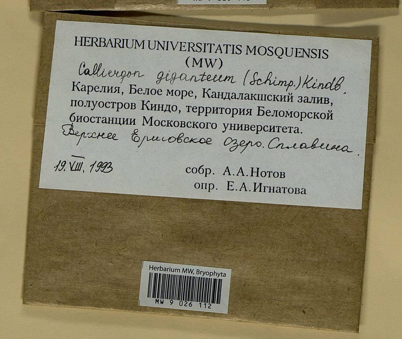 Calliergon giganteum (Schimp.) Kindb., Гербарий мохообразных, Мхи - Карелия, Ленинградская и Мурманская области (B4) (Россия)
