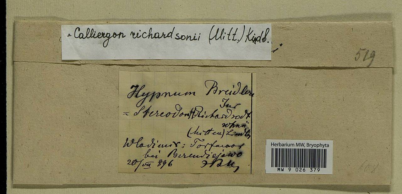 Calliergon richardsonii (Mitt.) Kindb. ex G. Roth, Гербарий мохообразных, Мхи - Центральное Нечерноземье (B6) (Россия)